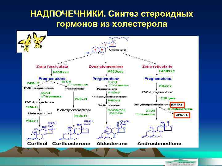 НАДПОЧЕЧНИКИ. Синтез стероидных гормонов из холестерола 