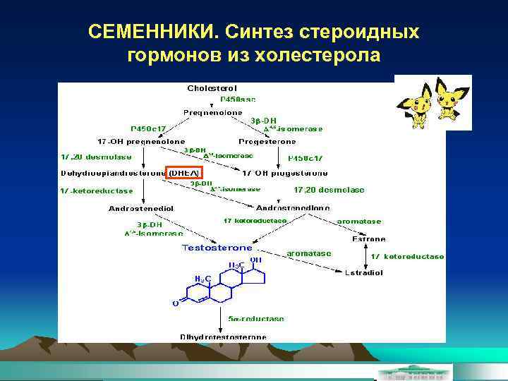 СЕМЕННИКИ. Синтез стероидных гормонов из холестерола 