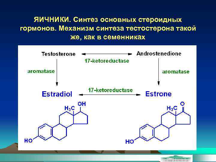 ЯИЧНИКИ. Синтез основных стероидных гормонов. Механизм синтеза тестостерона такой же, как в семенниках 