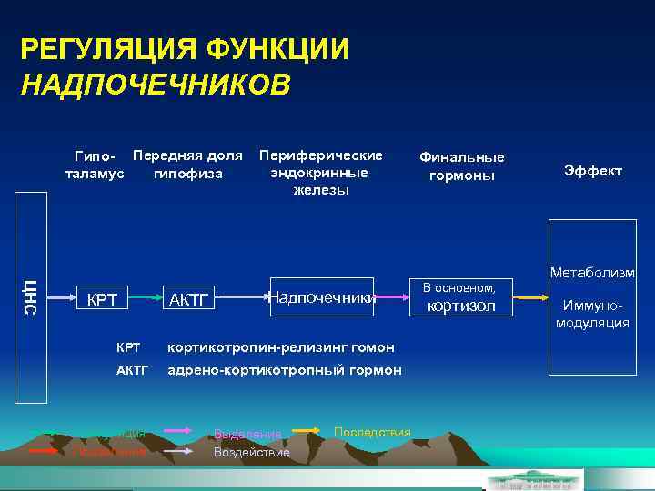 РЕГУЛЯЦИЯ ФУНКЦИИ НАДПОЧЕЧНИКОВ Гипо- Передняя доля гипофиза таламус Периферические эндокринные железы Финальные гормоны Эффект