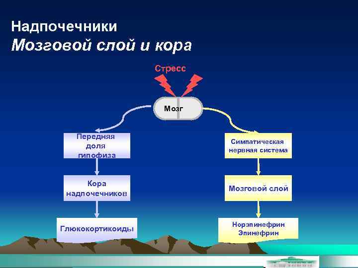 Надпочечники Мозговой слой и кора Стресс Мозг Передняя доля гипофиза Симпатическая нервная система Кора