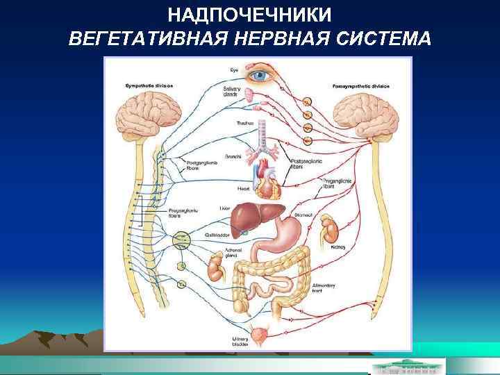 НАДПОЧЕЧНИКИ ВЕГЕТАТИВНАЯ НЕРВНАЯ СИСТЕМА 