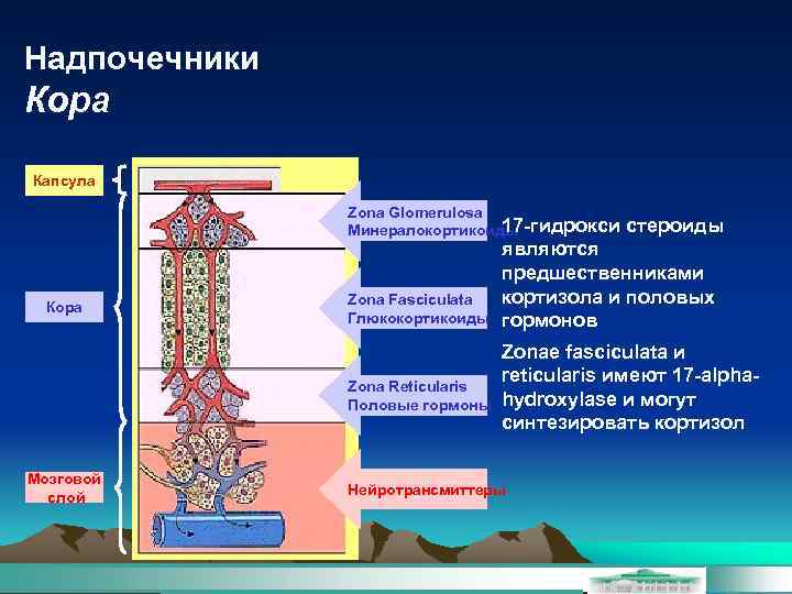 Надпочечники Кора Капсула Zona Glomerulosa 17 -гидрокси Минералокортикоиды Кора Zona Fasciculata Глюкокортикоиды Zona Reticularis