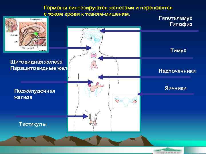 Гормоны синтезируются железами и переносятся с током крови к тканям-мишеням. Гипоталамус Гипофиз Тимус Щитовидная