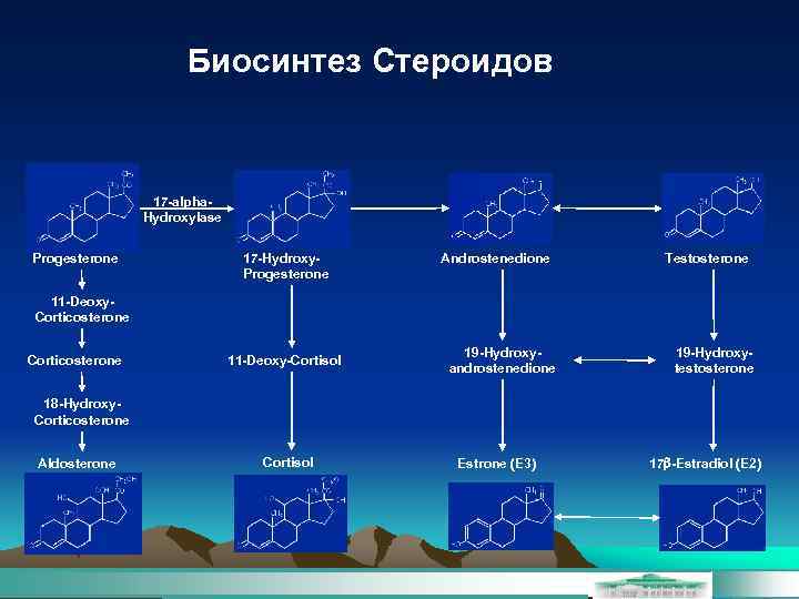 Биосинтез Стероидов 17 -alpha. Hydroxylase Progesterone 17 -Hydroxy. Progesterone Androstenedione Testosterone 11 -Deoxy. Corticosterone