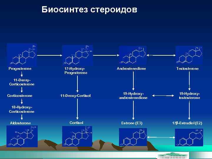 Биосинтез стероидов Progesterone 17 -Hydroxy. Progesterone Androstenedione Testosterone 11 -Deoxy. Corticosterone 11 -Deoxy-Cortisol 19