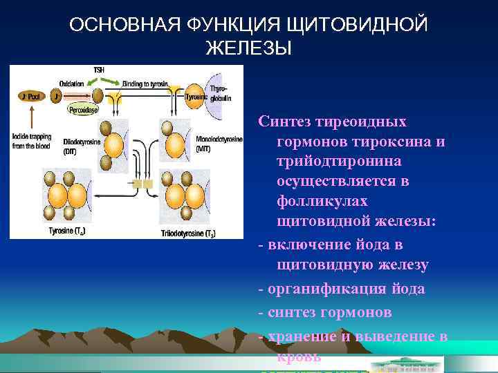 ОСНОВНАЯ ФУНКЦИЯ ЩИТОВИДНОЙ ЖЕЛЕЗЫ Синтез тиреоидных гормонов тироксина и трийодтиронина осуществляется в фолликулах щитовидной