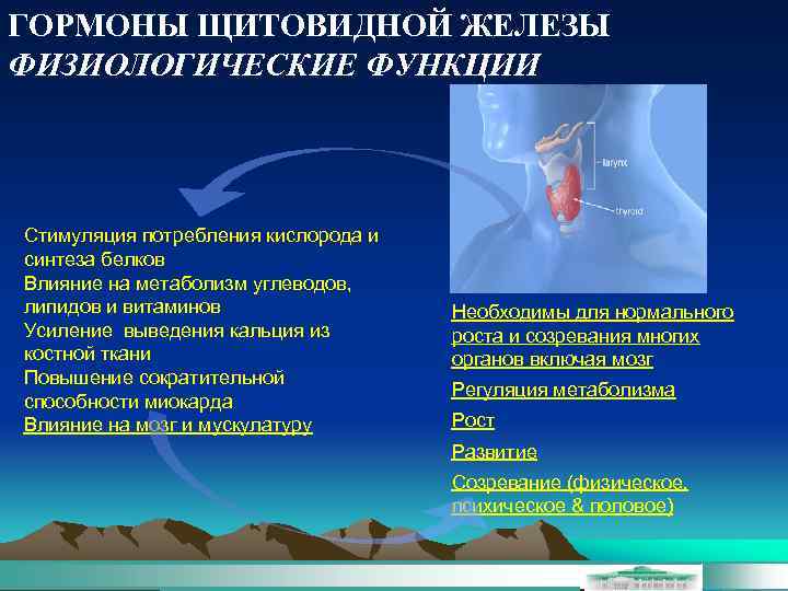 ГОРМОНЫ ЩИТОВИДНОЙ ЖЕЛЕЗЫ ФИЗИОЛОГИЧЕСКИЕ ФУНКЦИИ Стимуляция потребления кислорода и синтеза белков Влияние на метаболизм