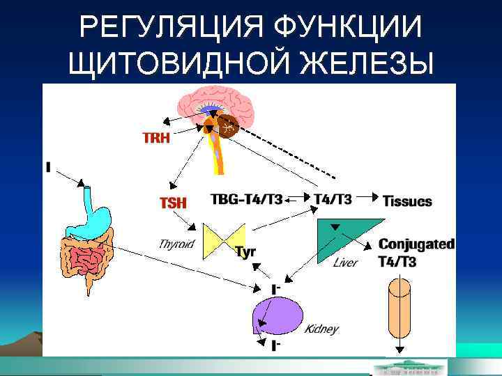 РЕГУЛЯЦИЯ ФУНКЦИИ ЩИТОВИДНОЙ ЖЕЛЕЗЫ 