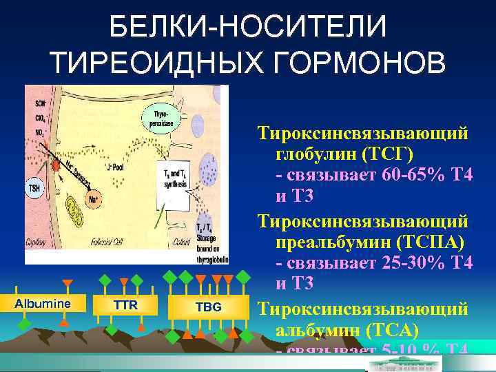 БЕЛКИ-НОСИТЕЛИ ТИРЕОИДНЫХ ГОРМОНОВ Albumine TTR TBG Тироксинсвязывающий глобулин (ТСГ) - связывает 60 -65% Т