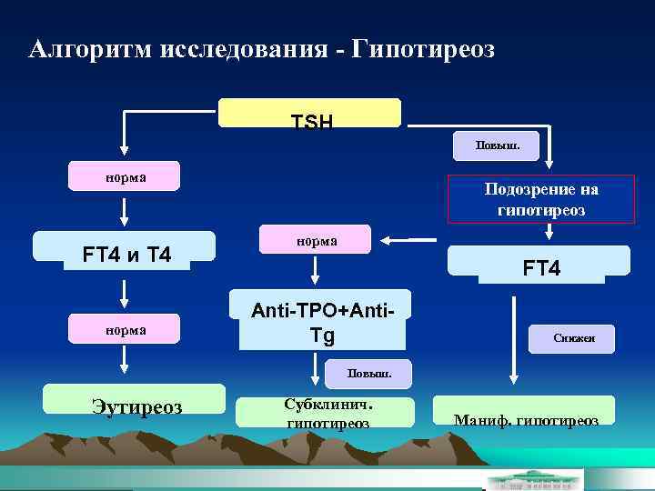 Алгоритм исследования - Гипотиреоз TSH Повыш. норма FT 4 и T 4 норма Подозрение