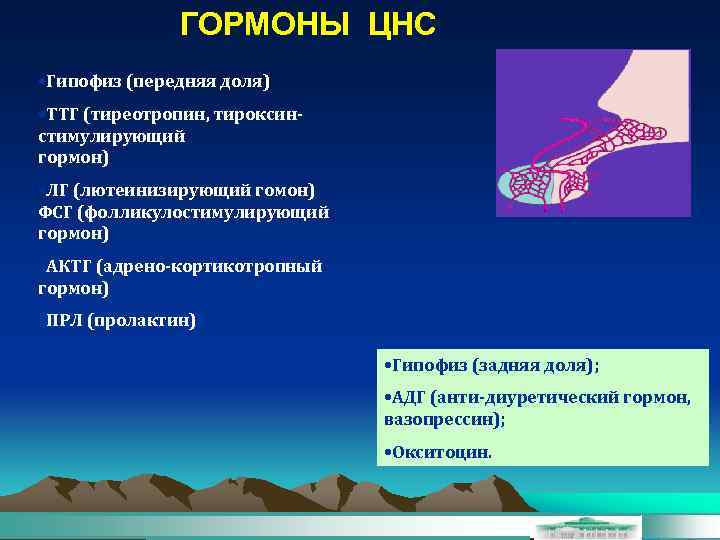 ГОРМОНЫ ЦНС • Гипофиз (передняя доля) • ТТГ (тиреотропин, тироксинстимулирующий гормон) • ЛГ (лютеинизирующий
