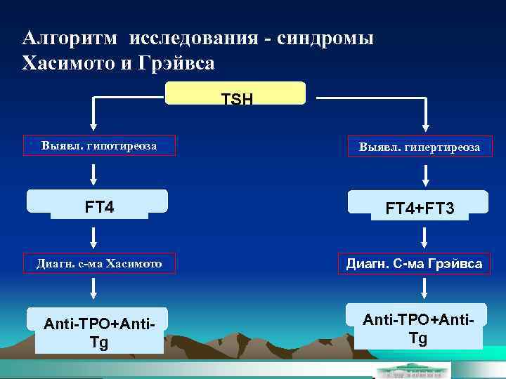 Алгоритм исследования - синдромы Хасимото и Грэйвса TSH Выявл. гипотиреоза Выявл. гипертиреоза FT 4+FT