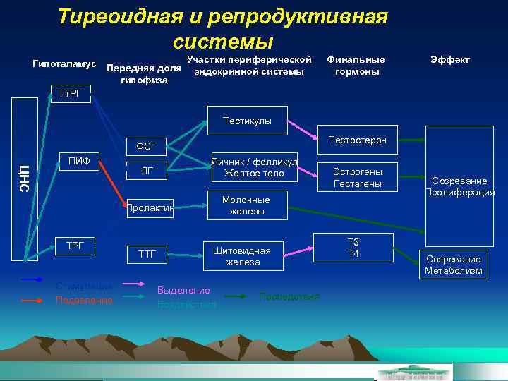 Тиреоидная и репродуктивная системы Гипоталамус Передняя доля гипофиза Участки периферической эндокринной системы Финальные гормоны