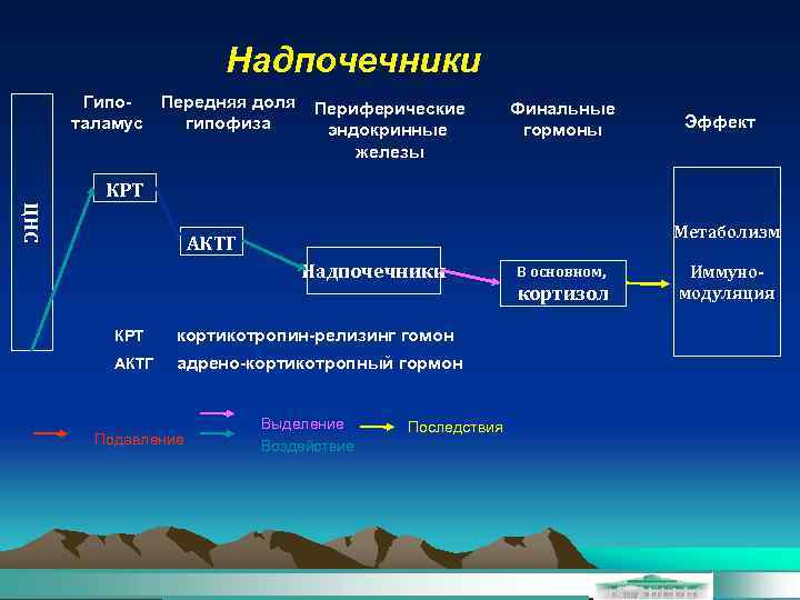Надпочечники Гипо. Передняя доля таламус гипофиза Периферические эндокринные железы Финальные гормоны Эффект КРТ ЦНС
