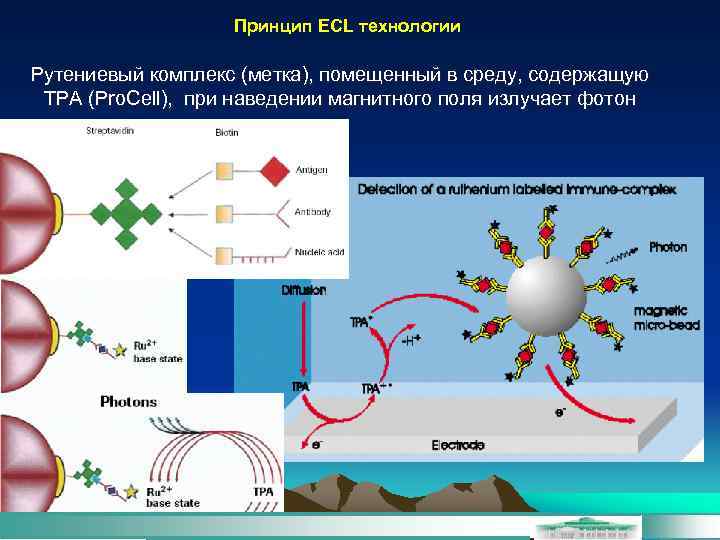 Принцип ECL технологии Рутениевый комплекс (метка), помещенный в среду, содержащую TPA (Pro. Cell), при