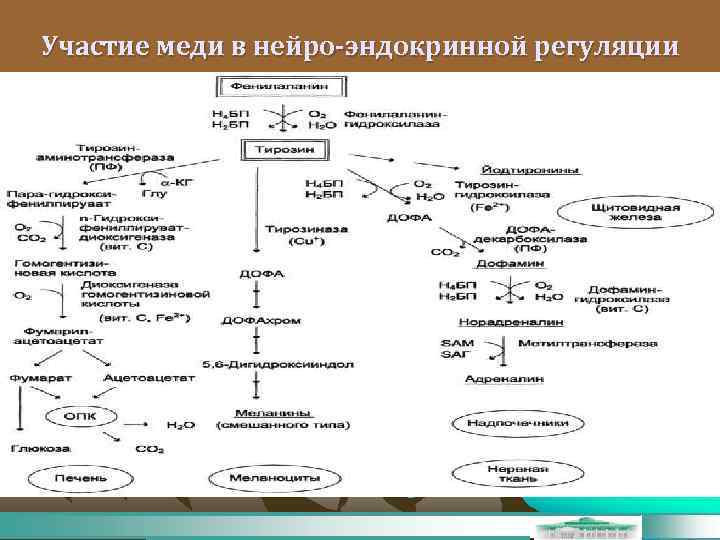 Участие меди в нейро-эндокринной регуляции 