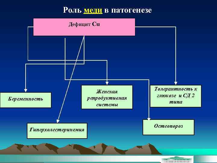 Роль меди в патогенезе Дефицит Сu Беременность Гиперхолестеринемия Женская репродуктивная системы Толерантность к глюкозе