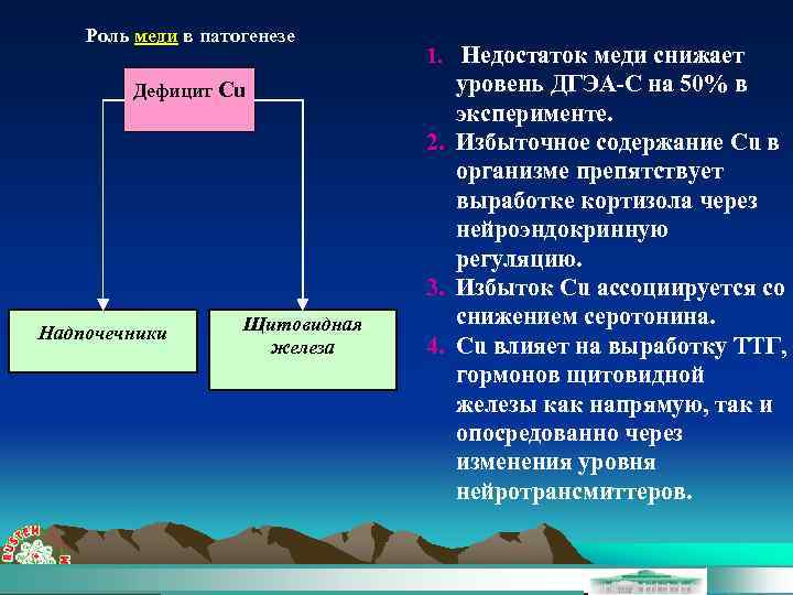 Роль меди в патогенезе Дефицит Сu Надпочечники Щитовидная железа 1. Недостаток меди снижает уровень