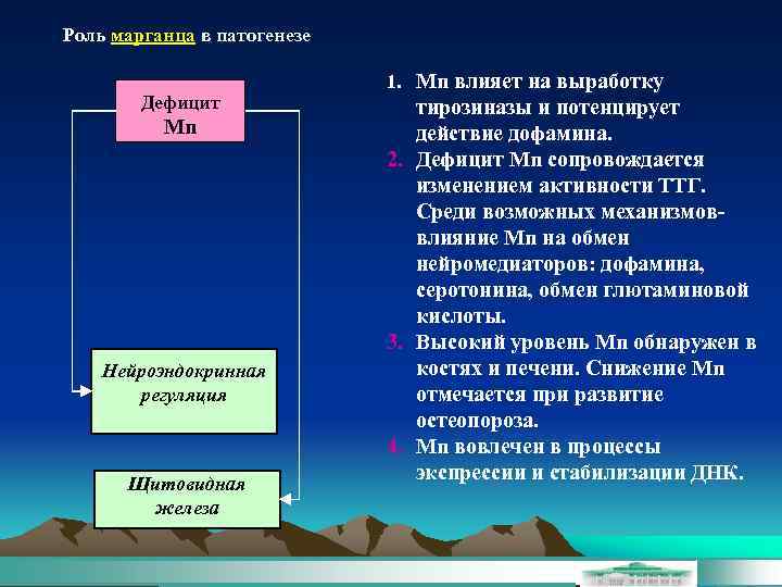 Роль марганца в патогенезе Дефицит Mn Нейроэндокринная регуляция Щитовидная железа 1. Мn влияет на