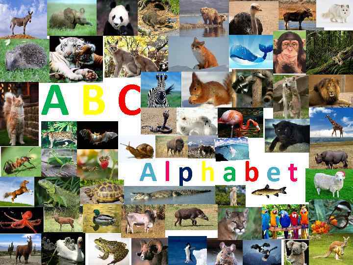 ABC Alphabet 