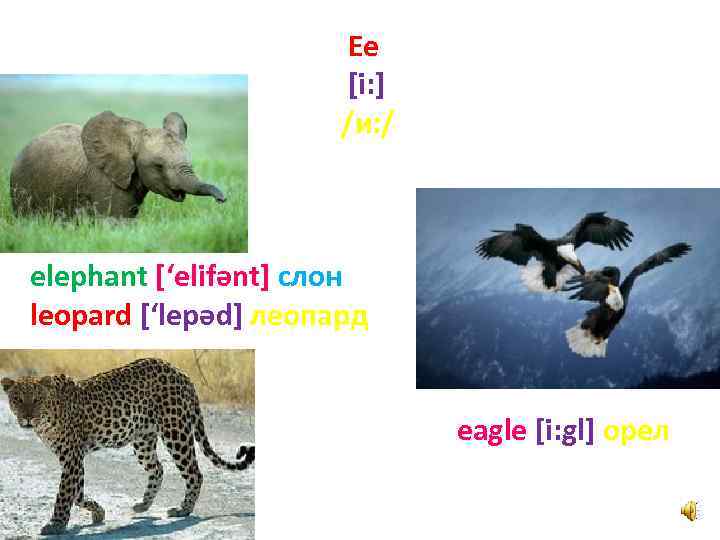 Ee [i: ] /и: / elephant [‘elifәnt] слон leopard [‘lepәd] леопард eagle [i: gl]