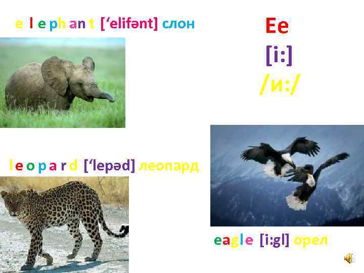 e l e ph a n t [‘elifәnt] слон Ee [i: ] /и: /