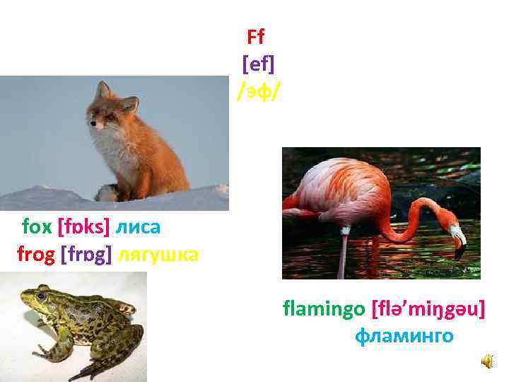 Ff [ef] /эф/ fox [fɒks] лиса frog [frɒg] лягушка flamingo [flә’miŋgәu] фламинго 