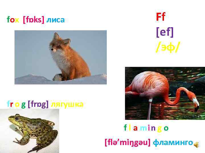 fox [fɒks] лиса Ff [ef] /эф/ fr o g [frɒg] лягушка f l a