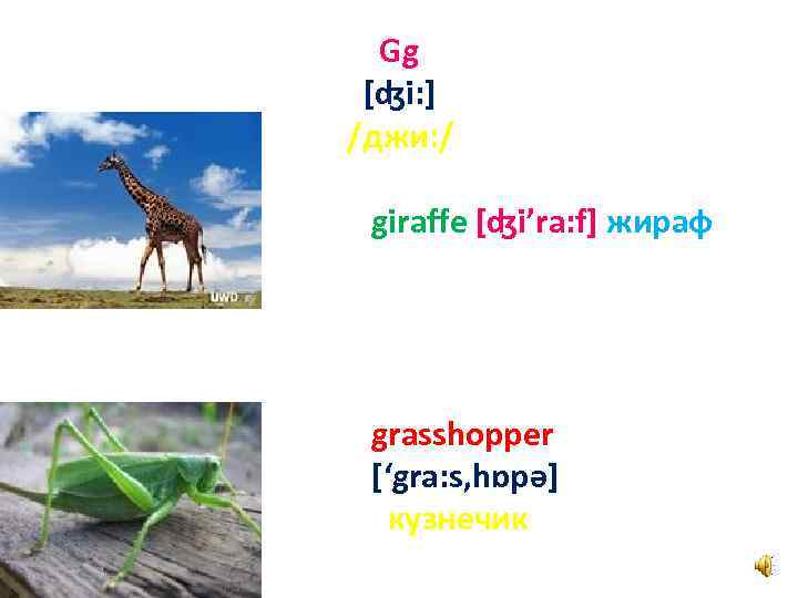 Gg [ʤi: ] /джи: / giraffe [ʤi’ra: f] жираф grasshopper [‘gra: s, hɒpә] кузнечик