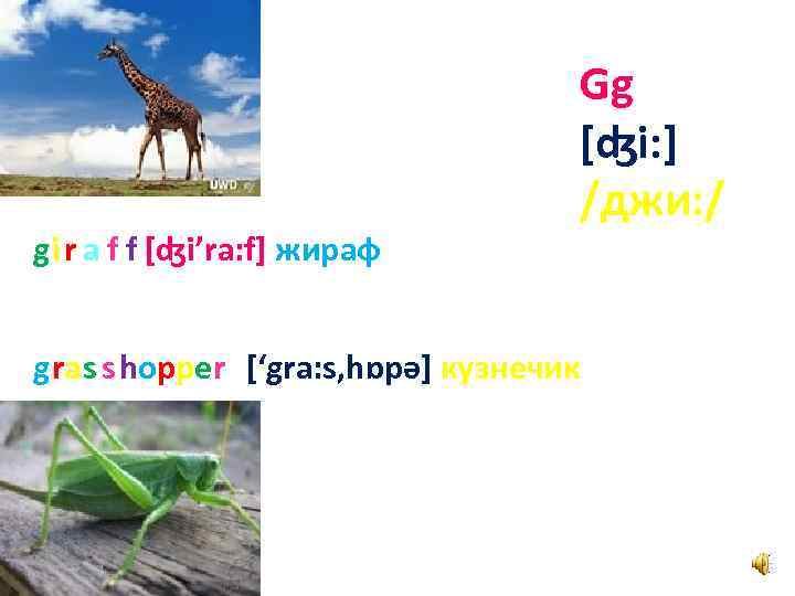 gi r a f f [ʤi’ra: f] жираф Gg [ʤi: ] /джи: / gras