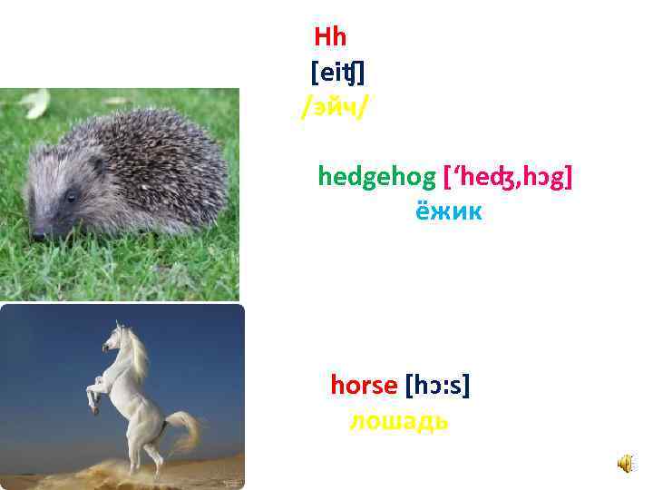 Hh [eiʧ] /эйч/ hedgehog [‘heʤ, hɔg] ёжик horse [hɔ: s] лошадь 