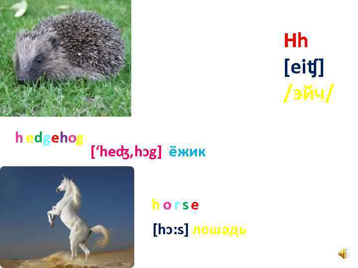 Hh [eiʧ] /эйч/ h edgehog [‘heʤ, hɔg] ёжик hor se [hɔ: s] лошадь 