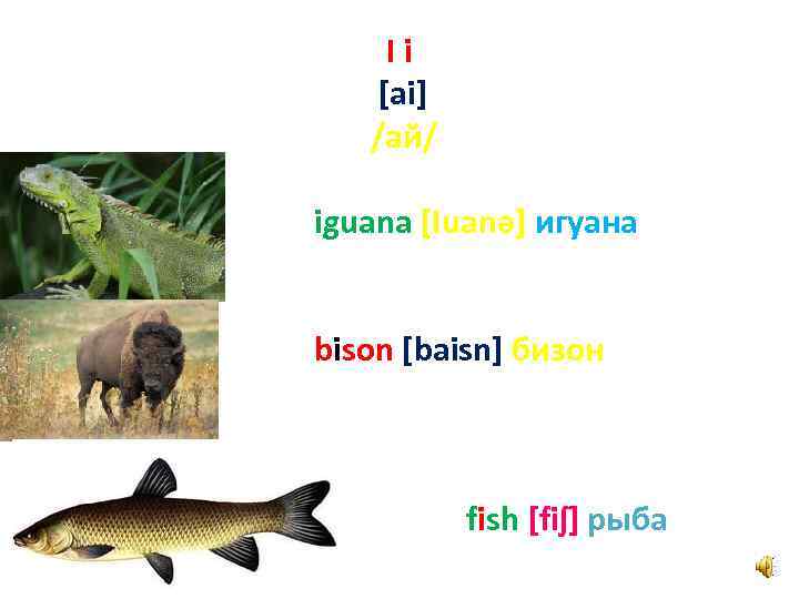 Ii [ai] /ай/ iguana [Iuanә] игуана bison [baisn] бизон fish [fiʃ] рыба 