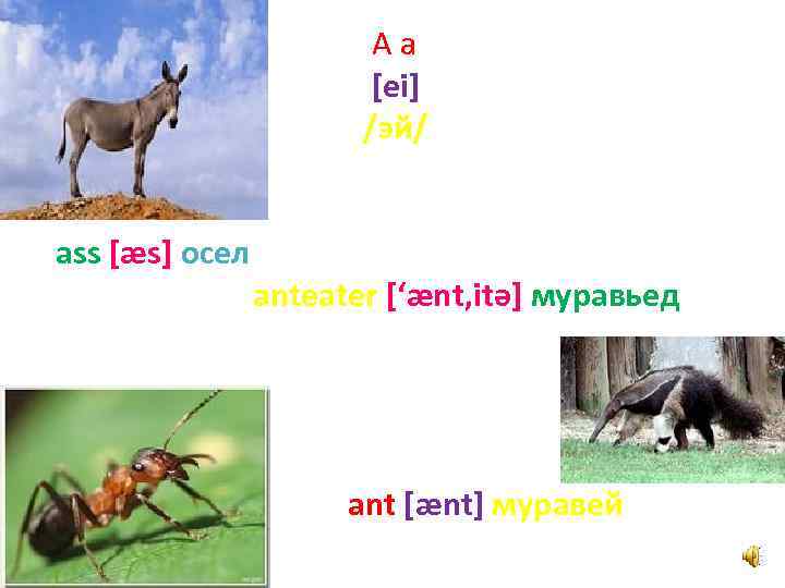 Aa [ei] /эй/ ass [æs] осел anteater [‘ænt, itә] муравьед ant [ænt] муравей 