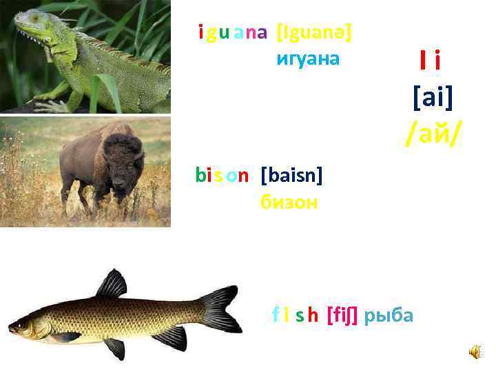 i gu ana [Iguanә] игуана Ii [ai] /ай/ bi s on [baisn] бизон f