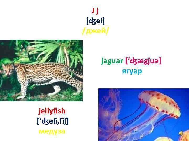 Jj [ʤei] /джей/ jaguar [‘ʤægjuә] ягуар jellyfish [‘ʤeli, fiʃ] медуза 