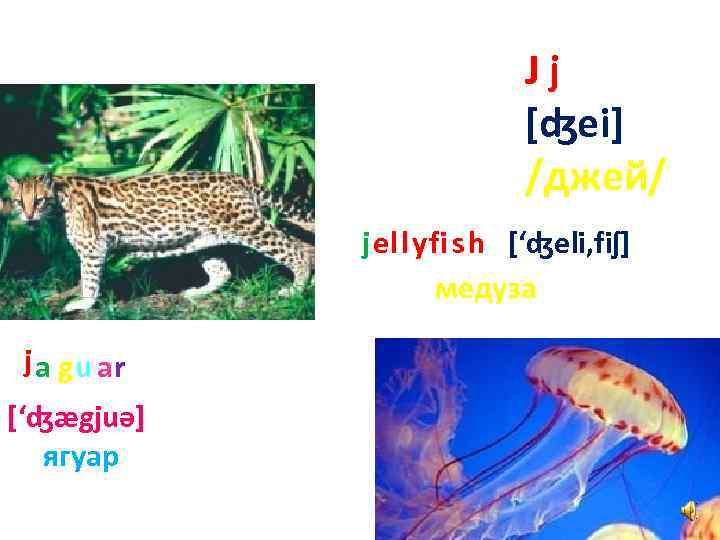 Jj [ʤei] /джей/ jel l yfi s h [‘ʤeli, fiʃ] медуза j a gu