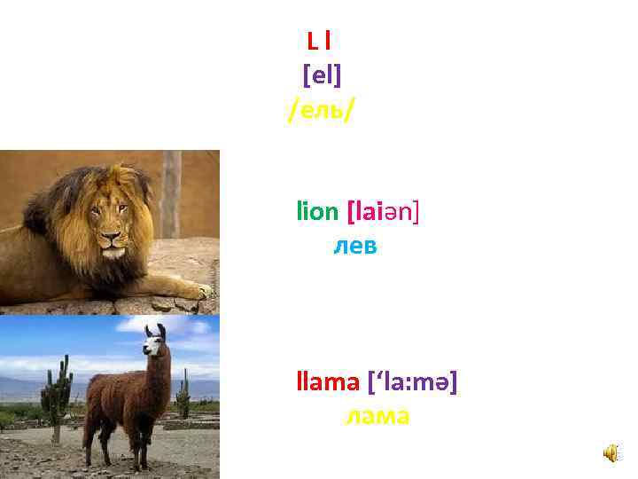 Ll [el] /ель/ lion [laiәn] лев llama [‘la: mә] лама 