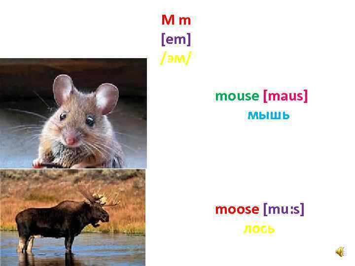 Mm [em] /эм/ mouse [maus] мышь moose [mu: s] лось 