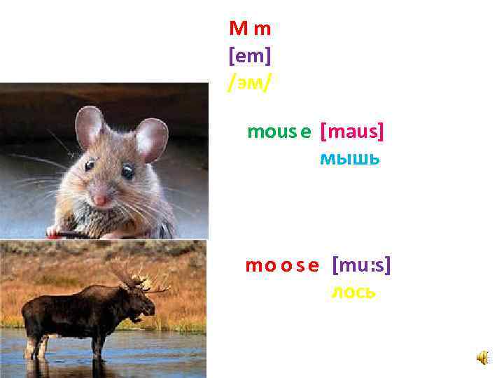 Mm [em] /эм/ mous e [maus] мышь mo o s e [mu: s] лось