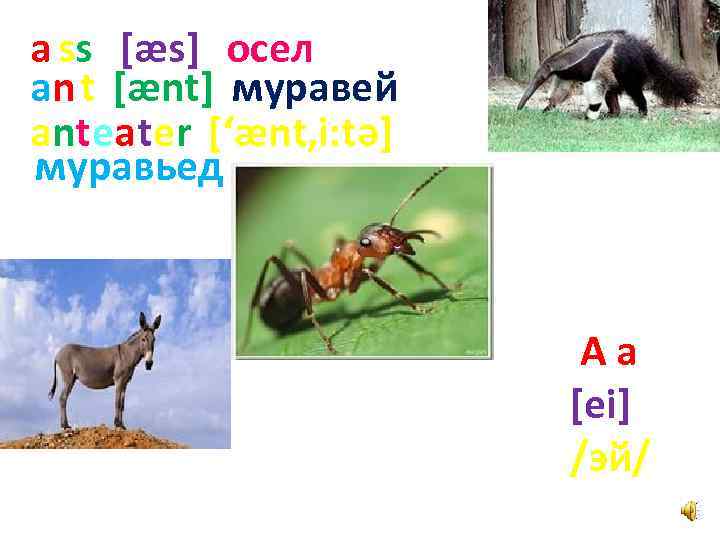 a ss [æs] осел an t [ænt] муравей anteater [‘ænt, i: tә] муравьед Aa