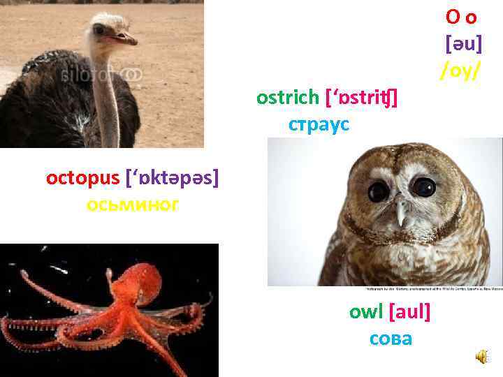 ostrich [‘ɒstriʧ] страус octopus [‘ɒktәpәs] осьминог owl [aul] сова Oo [әu] /оу/ 