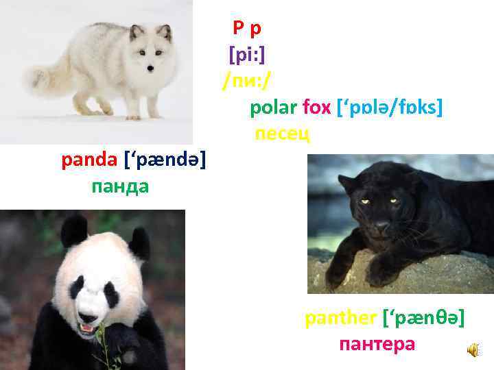 panda [‘pændә] панда Pp [pi: ] /пи: / polar fox [‘pɒlә/fɒks] песец panther [‘pænθә]