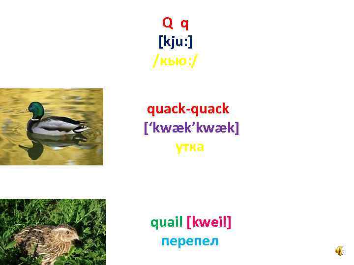 Q q [kju: ] /кью: / quack-quack [‘kwæk’kwæk] утка quail [kweil] перепел 