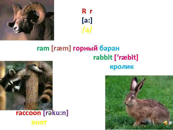 R r [a: ] /а/ ram [ræm] горный баран rabbit [‘ræbit] кролик raccoon [rәku: