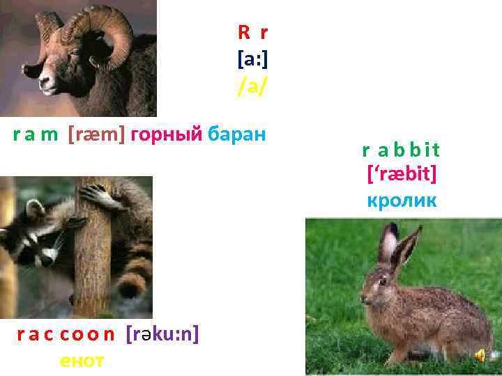 R r [a: ] /а/ r a m [ræm] горный баран r a c