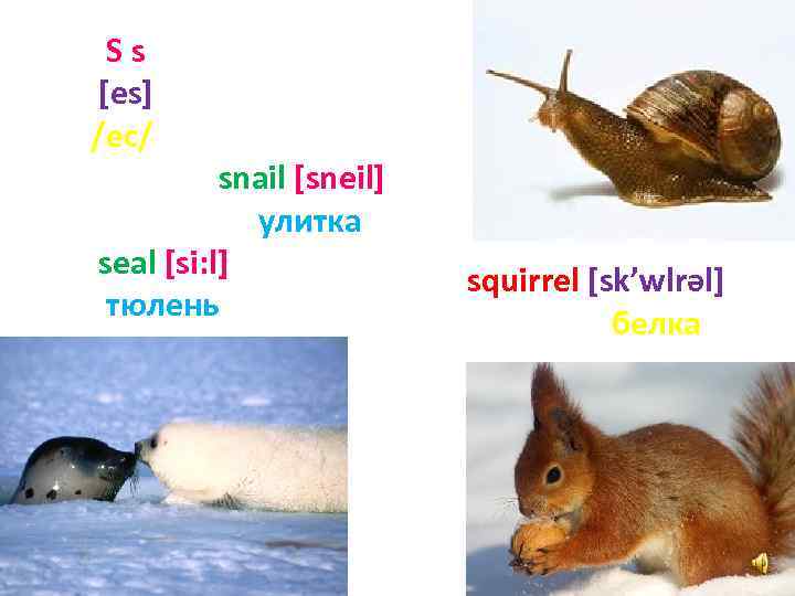 Ss [es] /ес/ snail [sneil] улитка seal [si: l] тюлень squirrel [sk’wlrәl] белка 