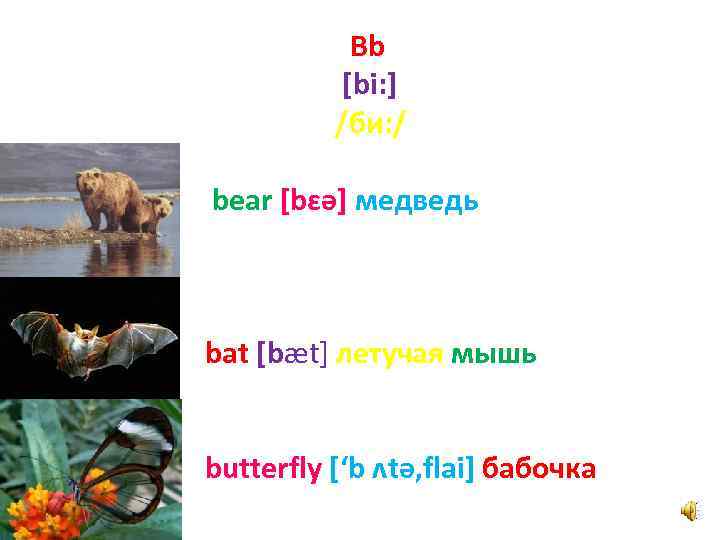 Bb [bi: ] /би: / bear [bɛә] медведь bat [bæt] летучая мышь butterfly [‘b