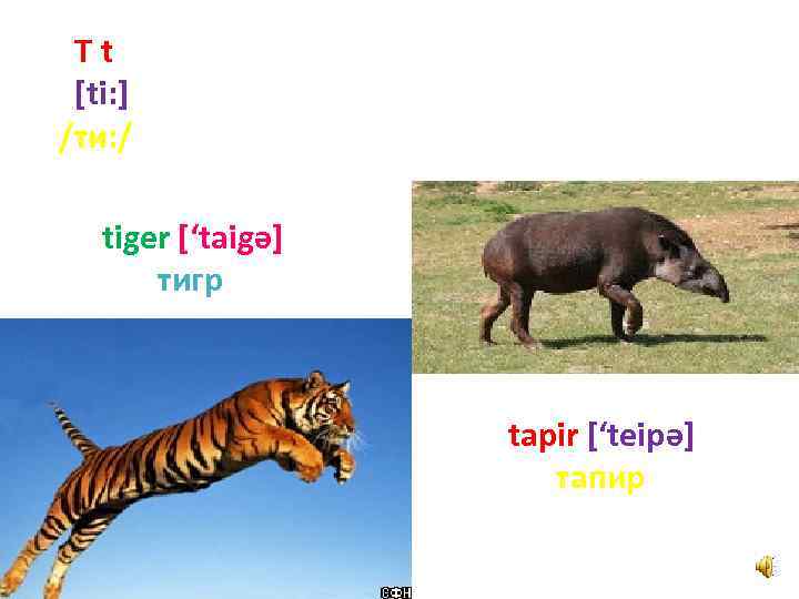 Tt [ti: ] /ти: / tiger [‘taigә] тигр tapir [‘teipә] тапир 